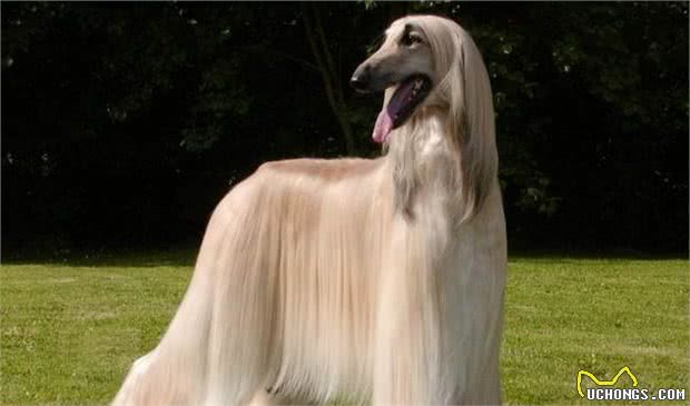 有“女神狗”称号的阿富汗猎犬，你了解多少？