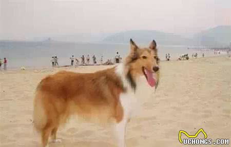 10种名贵狗狗,很难得一见,你认识几种？