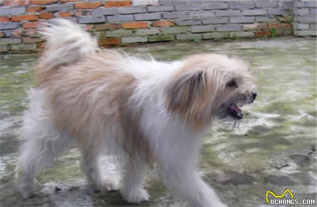 适合家养的4种小型犬，第1种古雅别致，第3种是“幸运使者”