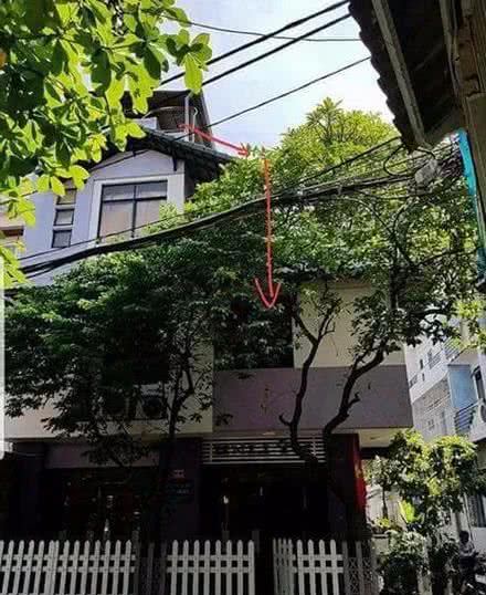 傻狗从10米高处跳楼，把主人吓到腿软！它却好像没过瘾……