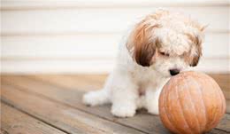 狗狗吃南瓜好处多，而且适合大多数狗狗吃，做法还很简单