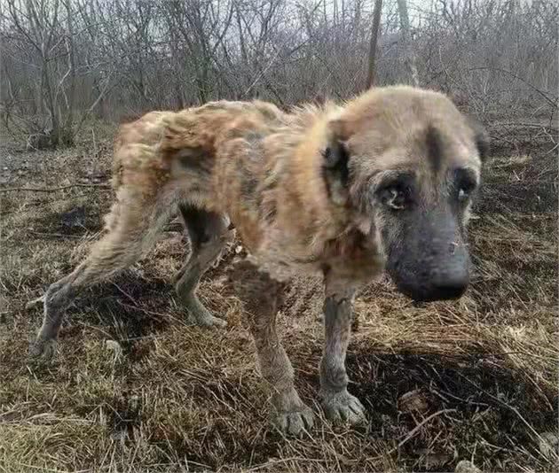 繁殖犬子宫脱落被丢弃，声带被割瘦到脱相，活着就是“生育机器”