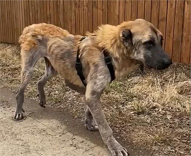 繁殖犬子宫脱落被丢弃，声带被割瘦到脱相，活着就是“生育机器”
