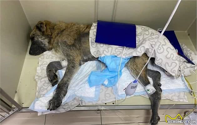 繁殖犬子宫脱落被丢弃，声带被割瘦到脱相，活着就是“生育机器”