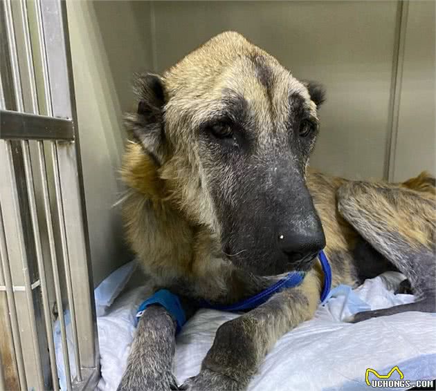 繁殖犬子宫脱落被丢弃，声带被割瘦到脱相，活着就是“生育机器”
