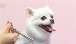 夏季如何正确的给狗狗剃毛？