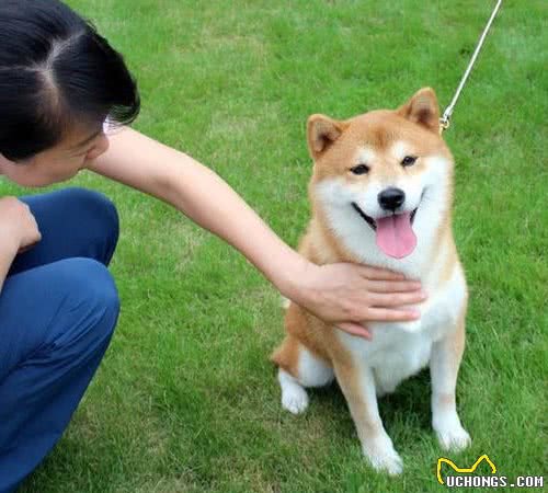训练家养宠物犬的时候，如何解决狗狗对手里食物的依赖？
