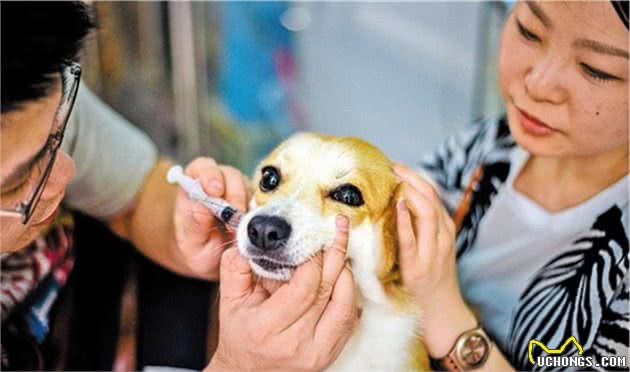 狗狗驱虫的4个禁忌，铲屎官别再犯了