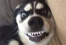 最温顺的3种狗，被称为“无攻击性犬种”，养一只陪伴孩子吧