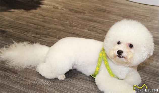 抱歉！这辈子我只想养“比熊犬”