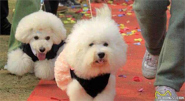 抱歉！这辈子我只想养“比熊犬”