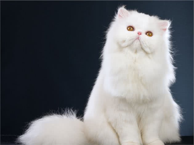 关于波斯猫的冷知识，你知道多少？