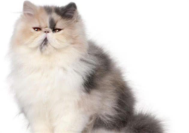 关于波斯猫的冷知识，你知道多少？