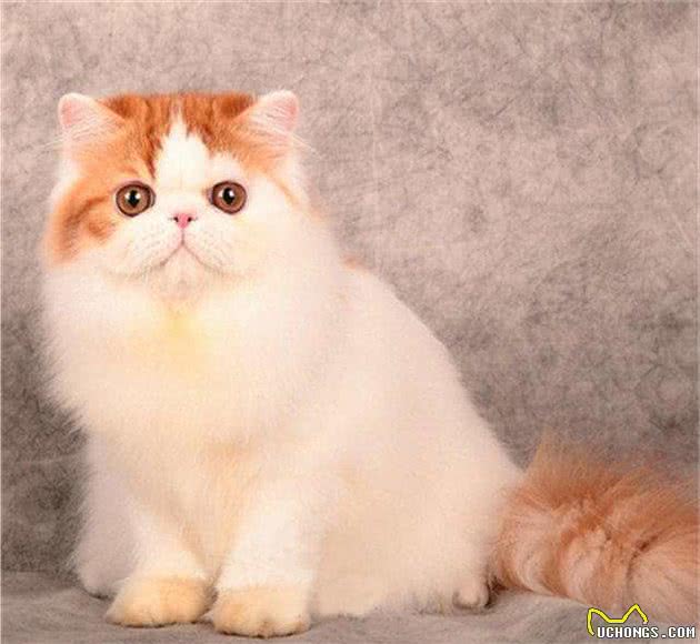 关于波斯猫的冷知识，你知道多少？