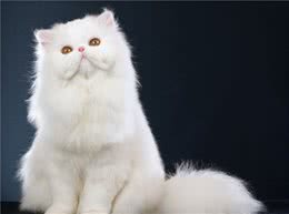 关于波斯猫的冷知识，你知道多少？