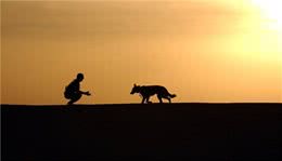 狗狗每天出门散步的四个好处，你知道几个？