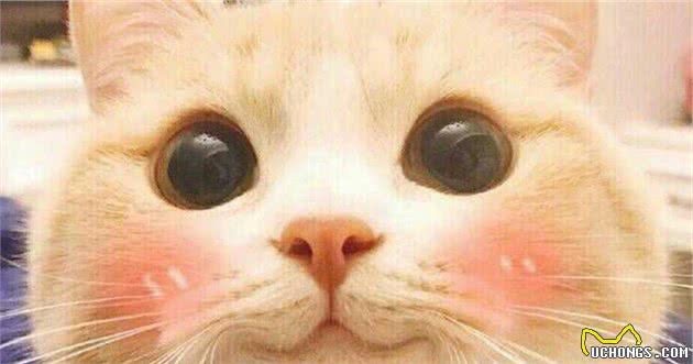 猫咪总是喂不饱？5个小诀窍拖延“饥饿感”，铲屎官学起来