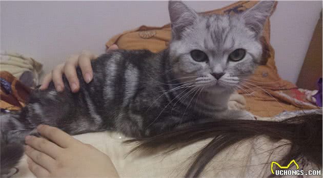 猫咪总是喂不饱？5个小诀窍拖延“饥饿感”，铲屎官学起来