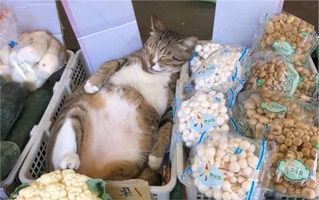 狸花猫一斤70元？铲屎官看错牌子想买猫，却遭猫咪反手一巴掌