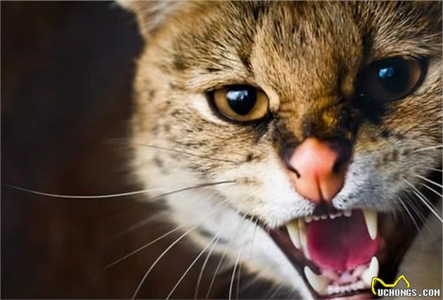 狸花猫一斤70元？铲屎官看错牌子想买猫，却遭猫咪反手一巴掌