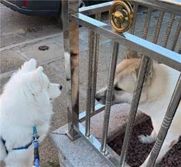 萨摩耶狗狗每天出门都要跟伙伴们打招呼，真是小区的社交一枝花