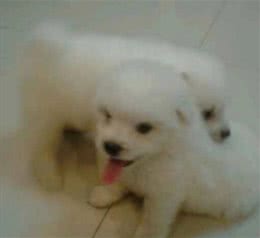 我家王子怎么变成了宠物