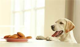 原来狗狗的嗅觉系统是它的主要视觉，它们用鼻子“看”世界