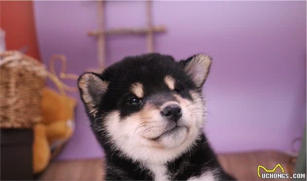 新手养狗推荐：金毛、哈士奇、柯基、柴犬哪一个好养？