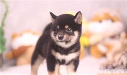 新手养狗推荐：金毛、哈士奇、柯基、柴犬哪一个好养？