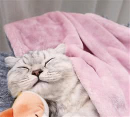 幼犬如何喂养？这10个知识点你知道吗？