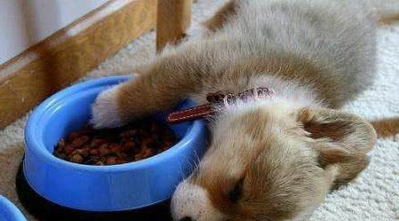 狗狗出现护食，和主人关系很大！这五招帮你改善