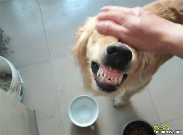 狗狗出现护食，和主人关系很大！这五招帮你改善