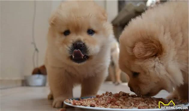 狗狗出现护食，和主人关系很大！这五招帮你改善