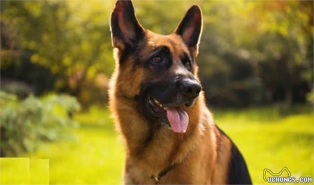 德国牧羊犬因具有优秀品质，而成为优秀的军警犬，也受到大众喜欢