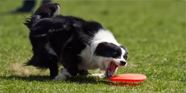 高智商的比拼：边境牧羊犬和贵宾犬你更喜欢谁？