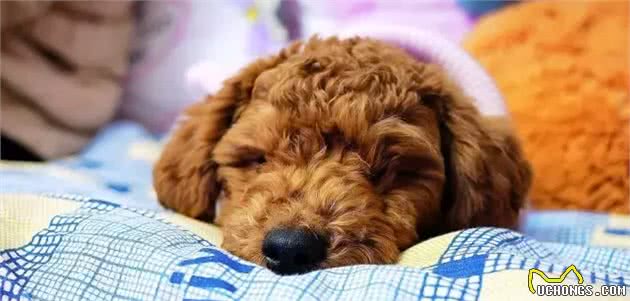 高智商的比拼：边境牧羊犬和贵宾犬你更喜欢谁？