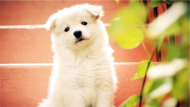 狗狗为什么会盯着你？因为长得好看吗？狗狗盯人的时候在想什么？