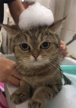 饲养狸花猫的6大误区，你踩中了吗？