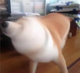 柴犬呕吐怎么办？先别着急