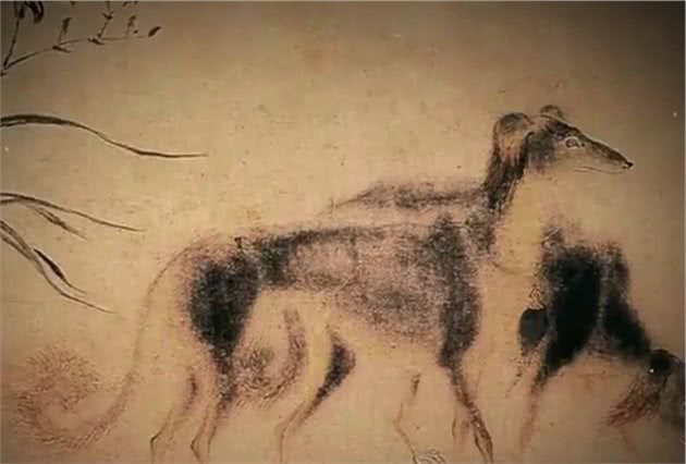 古代威风无比的中国细犬，如今为何快绝种了？