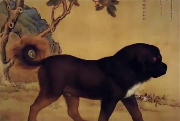 古代威风无比的中国细犬，如今为何快绝种了？