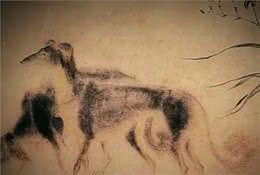 古代威风无比的中国细犬，如今为何快绝种了？