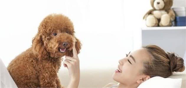 为什么有时候摸泰迪犬它会忽然间翻脸咬人？主要原因有4点