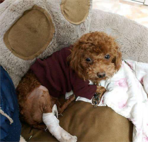 为什么有时候摸泰迪犬它会忽然间翻脸咬人？主要原因有4点