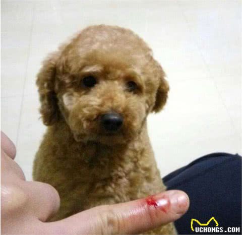 为什么有时候摸泰迪犬它会忽然间翻脸咬人？主要原因有4点