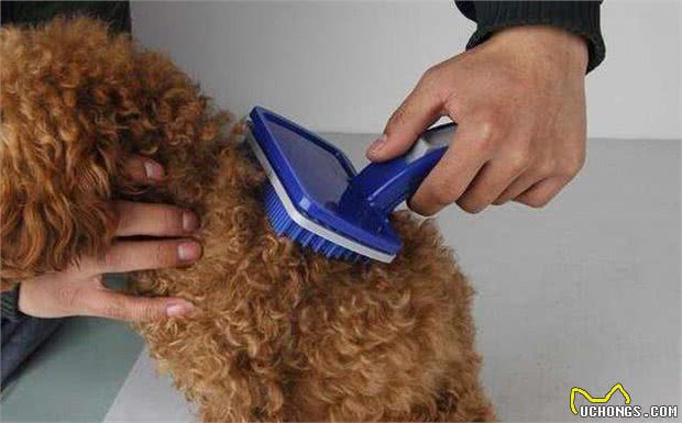 为什么有时候摸泰迪犬它会忽然间翻脸咬人？主要原因有4点