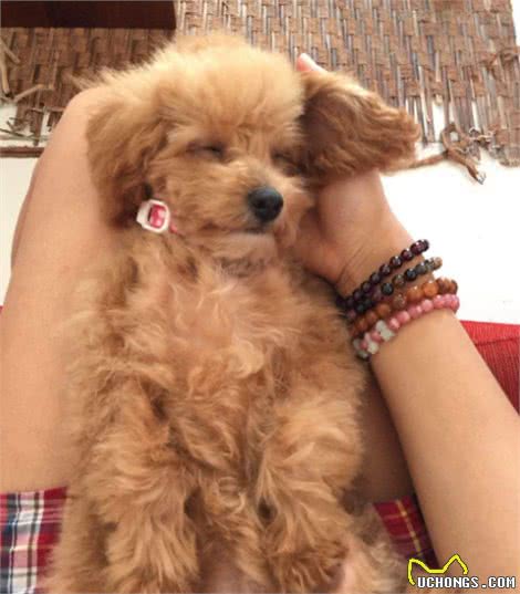 为什么有时候摸泰迪犬它会忽然间翻脸咬人？主要原因有4点