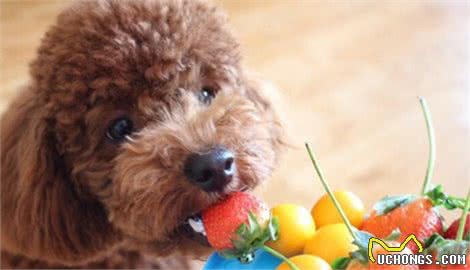 为什么有时候摸泰迪犬它会忽然间翻脸咬人？主要原因有4点