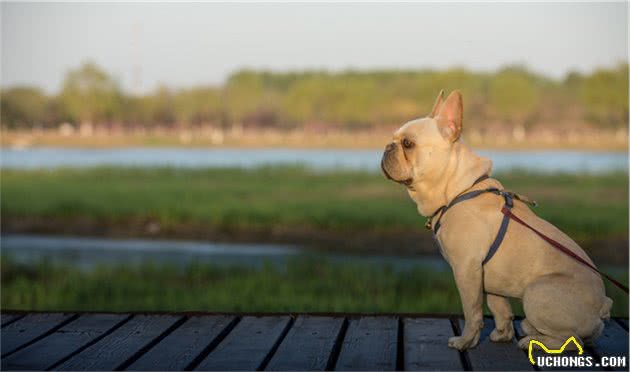 狗狗出门不肯走，是因为不喜欢散步吗？可能是这5个原因