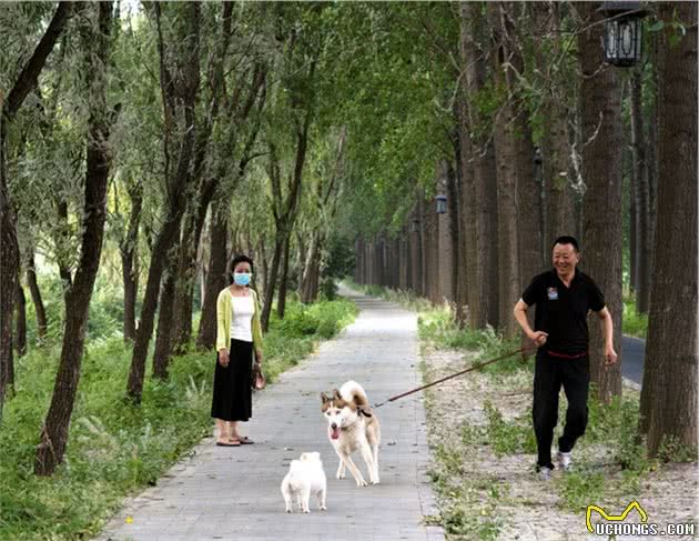 狗狗出门不肯走，是因为不喜欢散步吗？可能是这5个原因